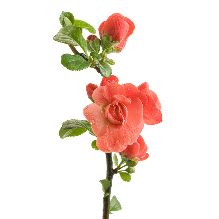 Double Take® Orange Quince