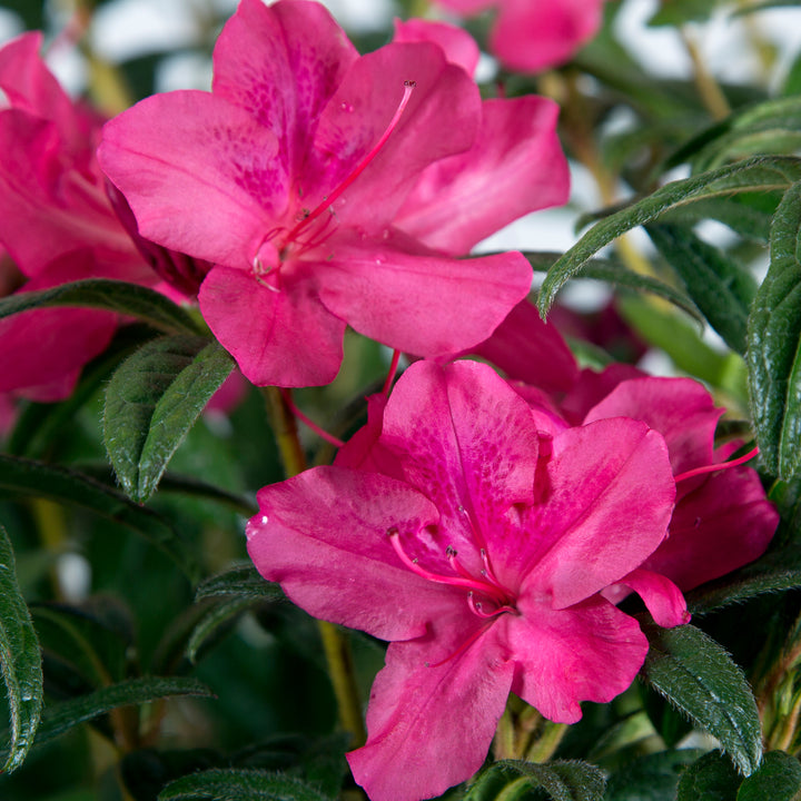 Autumn Jewel® Encore Azalea