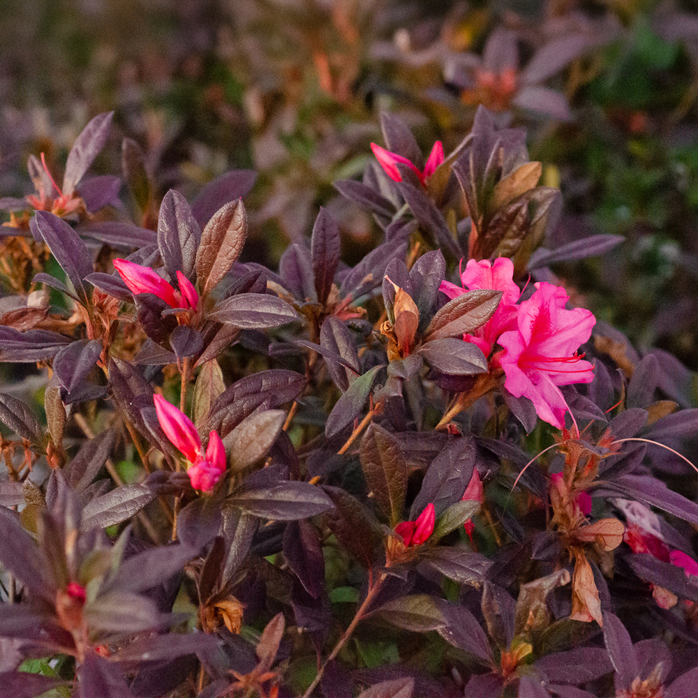 Autumn Jewel® Encore Azalea