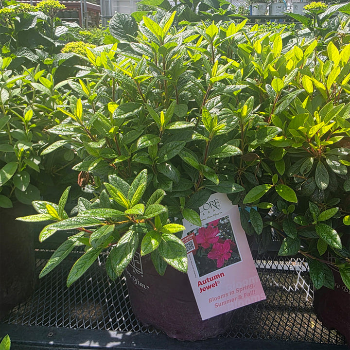 Autumn Jewel® Encore Azalea