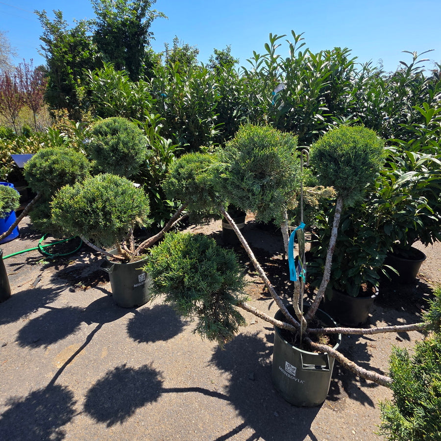 Green Columnar Juniper - Pom Pom