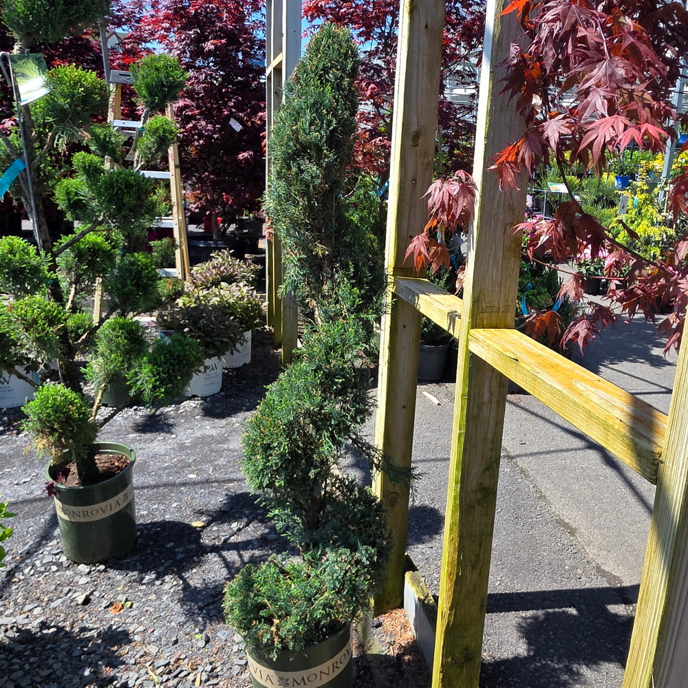 Mint Julep® Juniper - Spiral