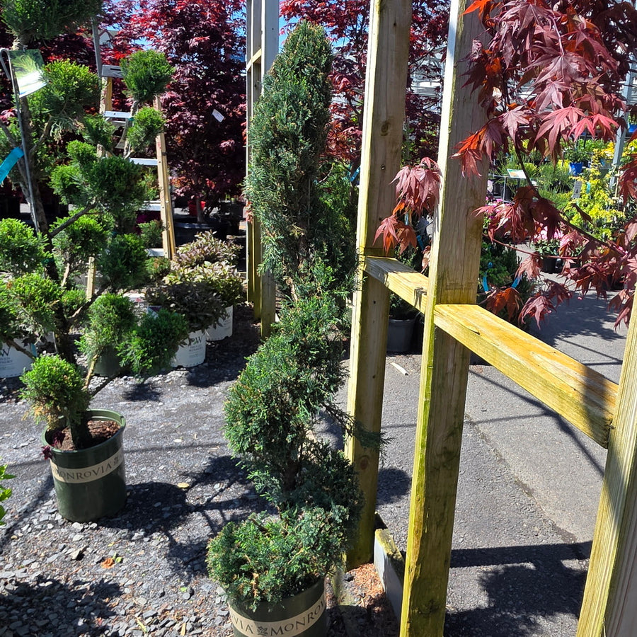 Mint Julep® Juniper - Spiral