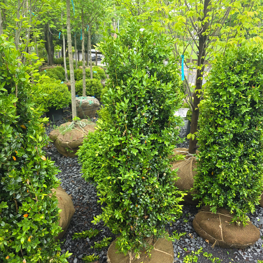 Dee Runk Boxwood