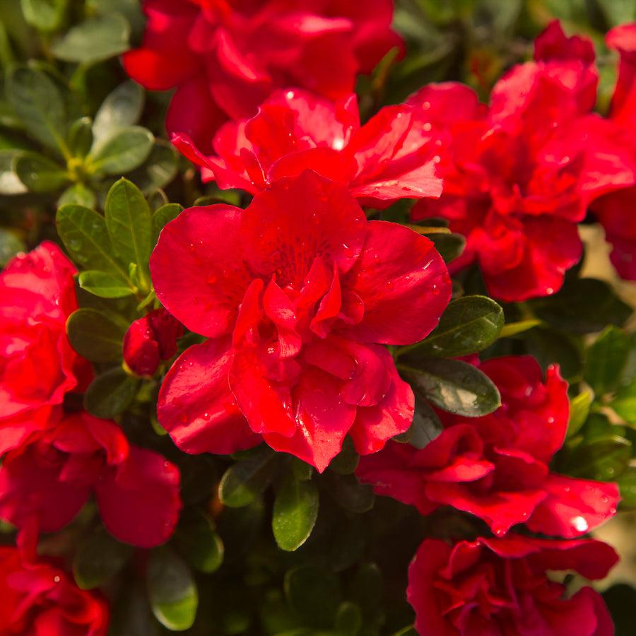 Autumn Bonfire® Encore Azalea