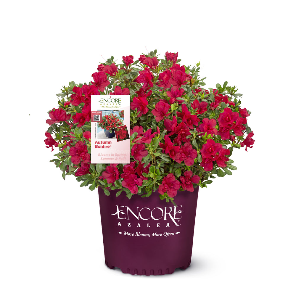 Autumn Bonfire® Encore Azalea