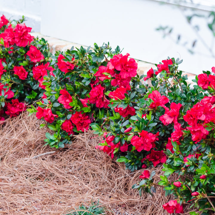 Autumn Bonfire® Encore Azalea