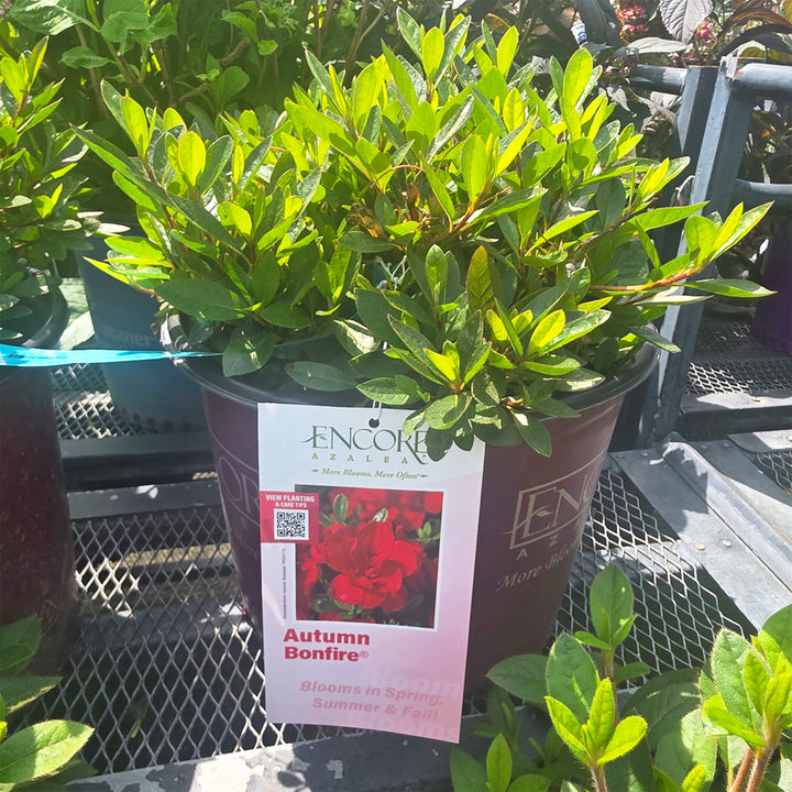 Autumn Bonfire® Encore Azalea