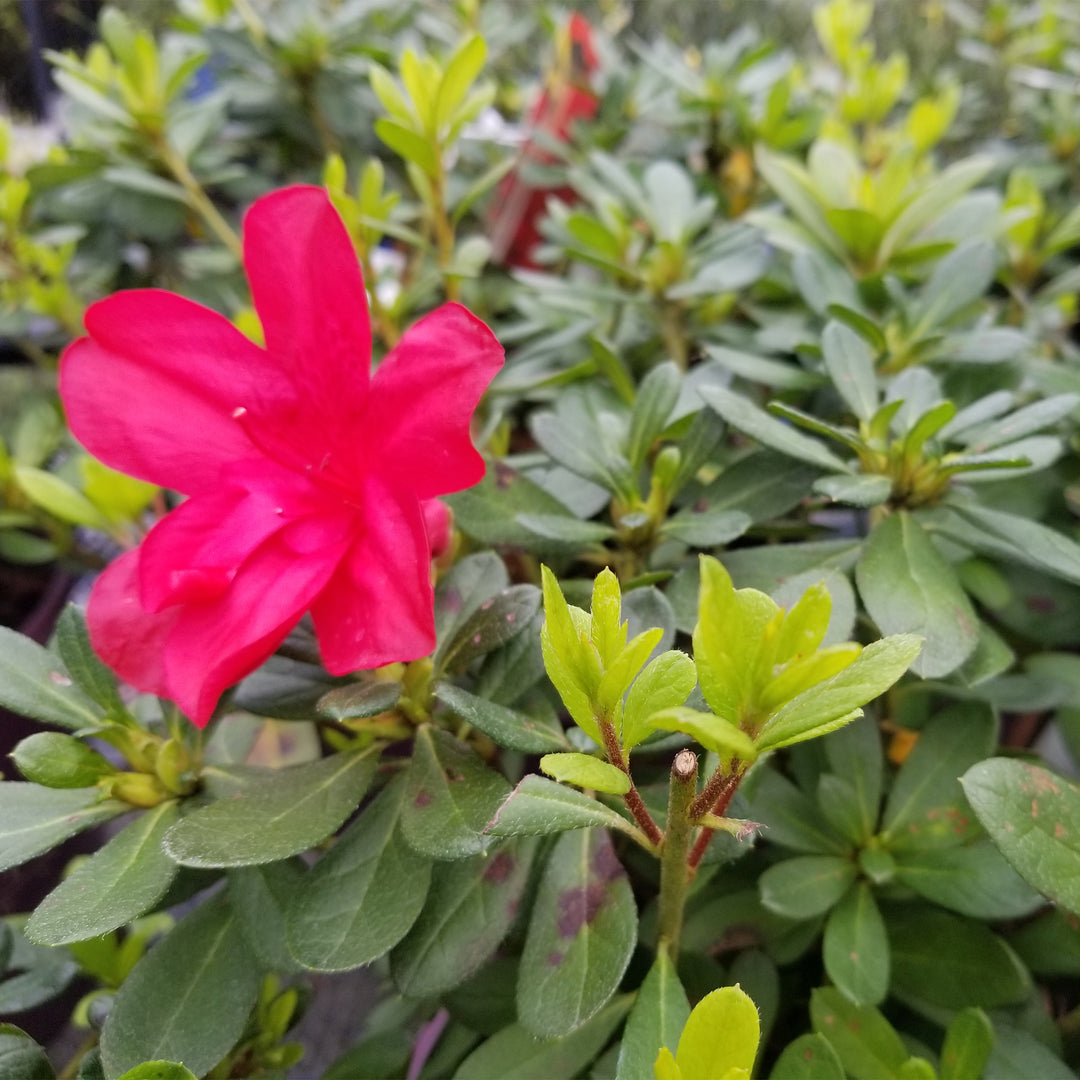 Autumn Bonfire® Encore Azalea