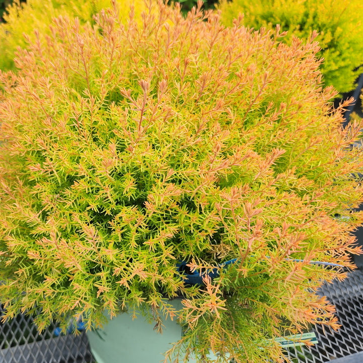 Fire Chief™ Globe Arborvitae