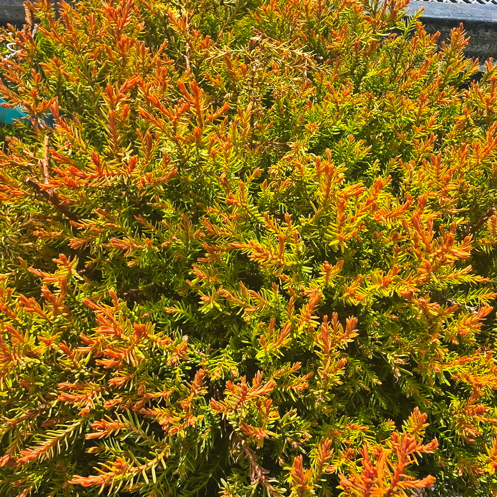 Fire Chief™ Globe Arborvitae