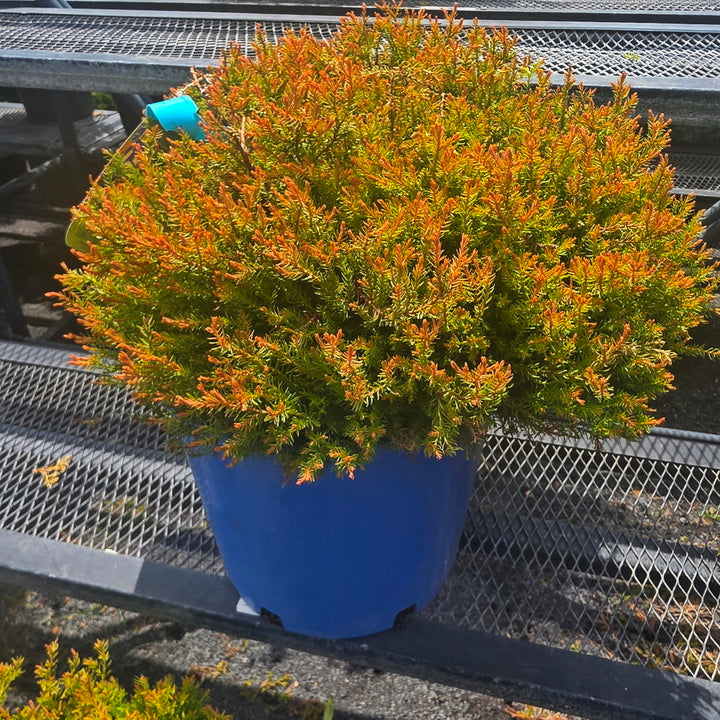 Fire Chief™ Globe Arborvitae