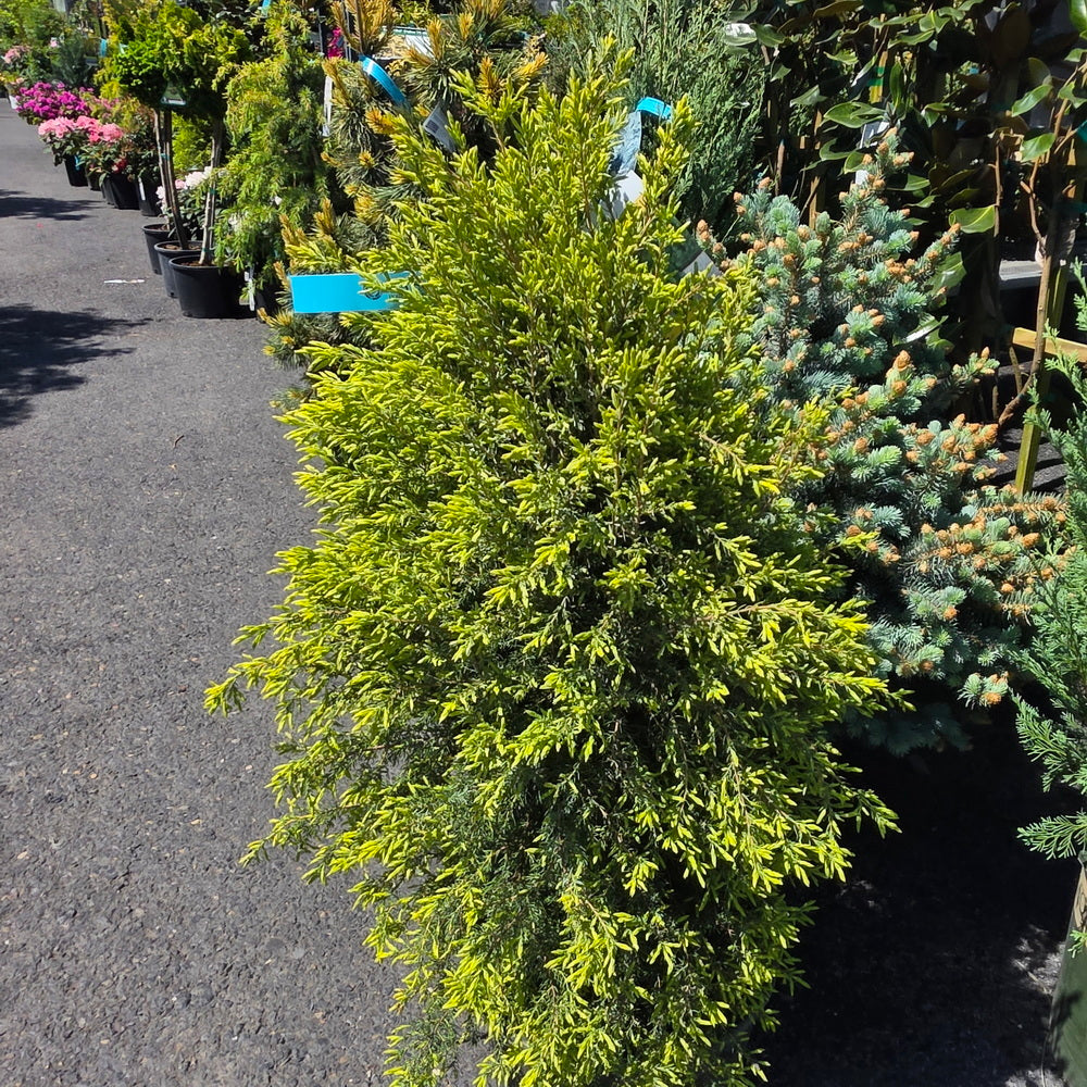 Gold Cone Juniper