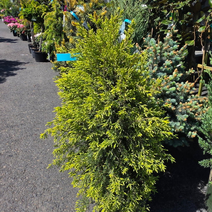 Gold Cone Juniper