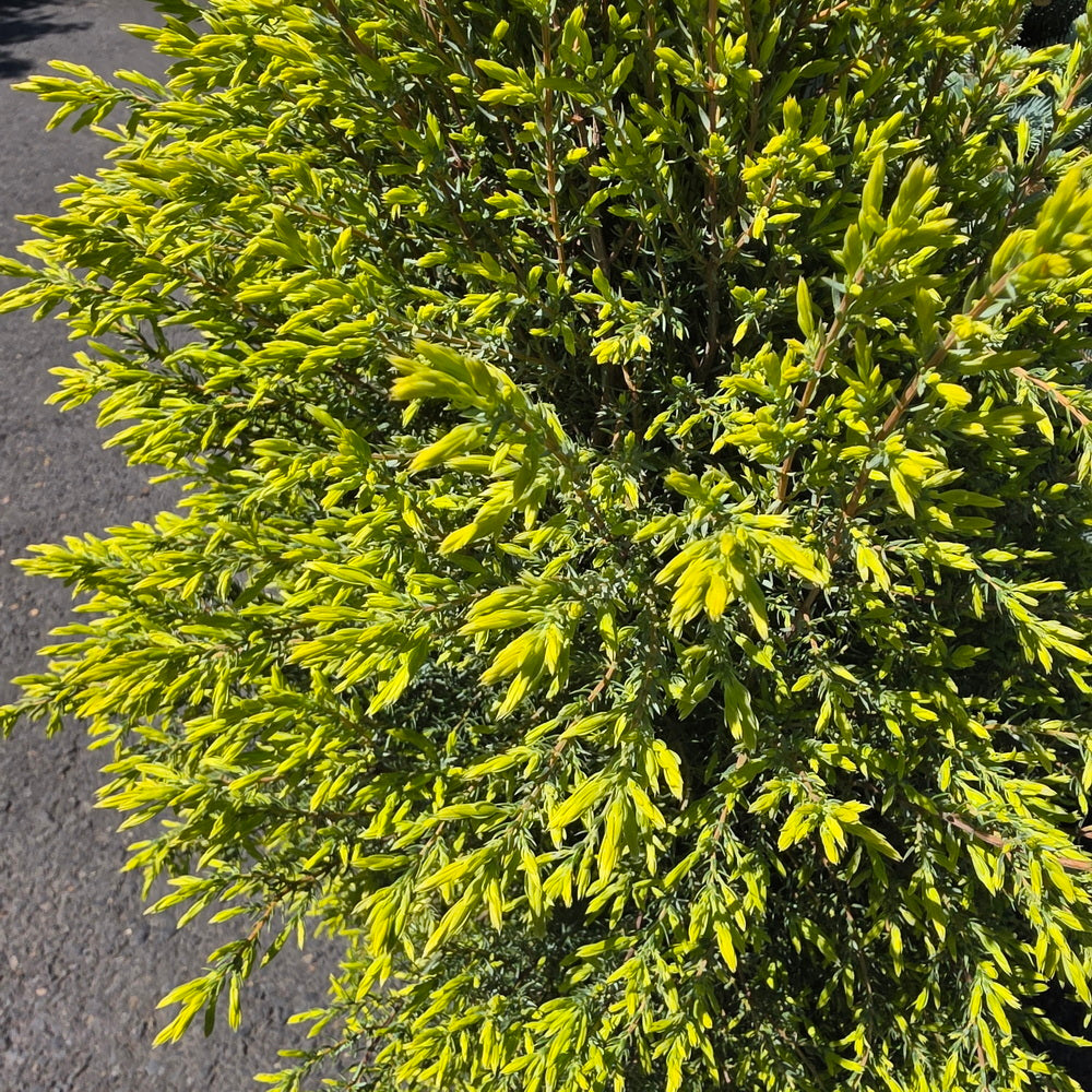 Gold Cone Juniper