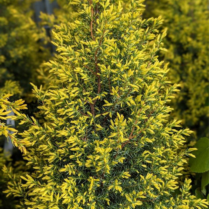 Gold Cone Juniper