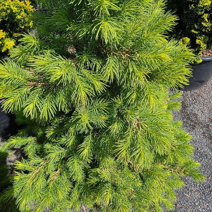 Rainbow’s End® Alberta Spruce