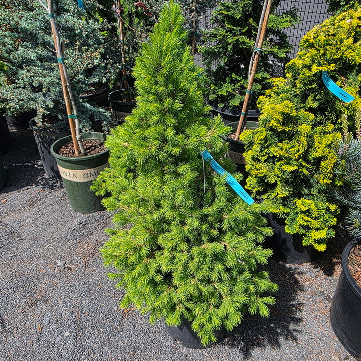Rainbow’s End® Alberta Spruce