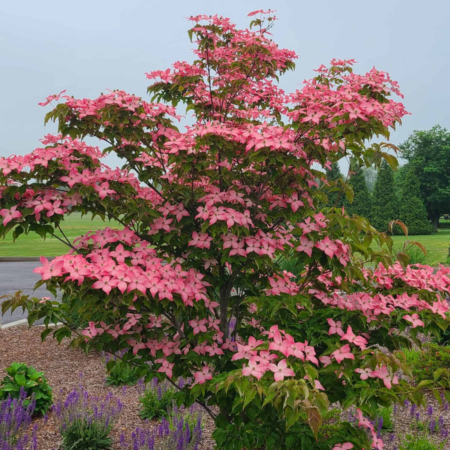 Scarlet Fire® Kousa Dogwood