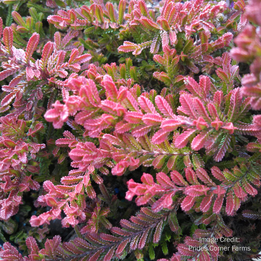 Spring Torch Scotch Heather