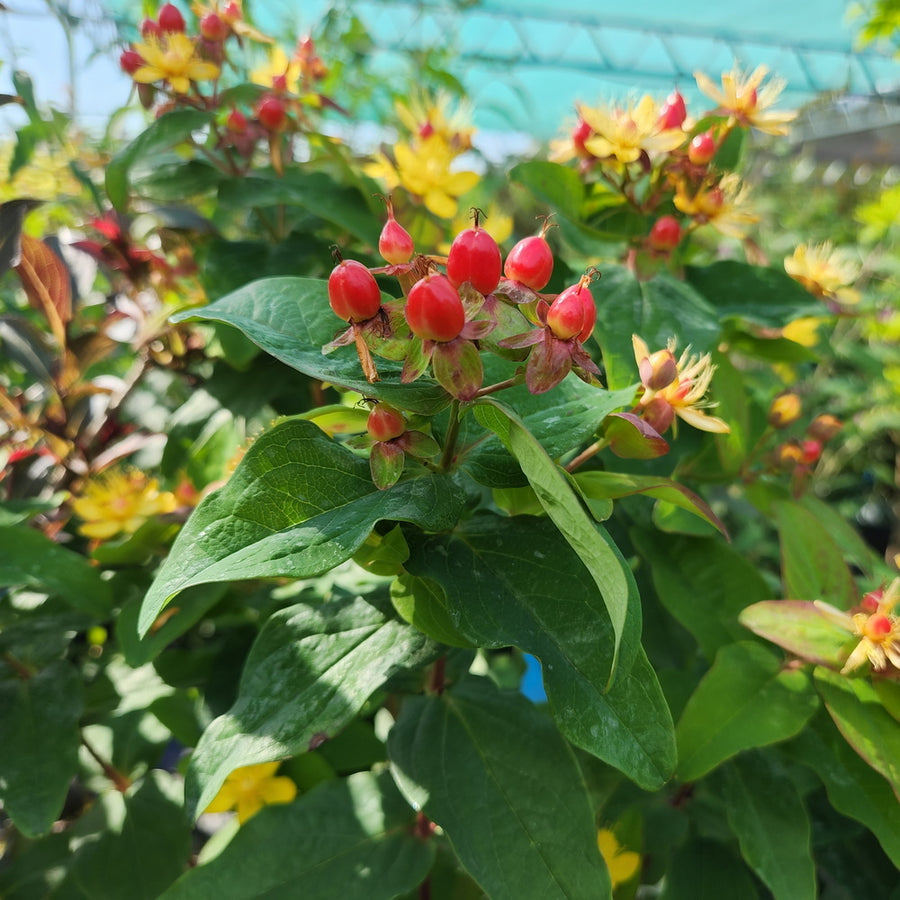 Red Fame St. John's Wort