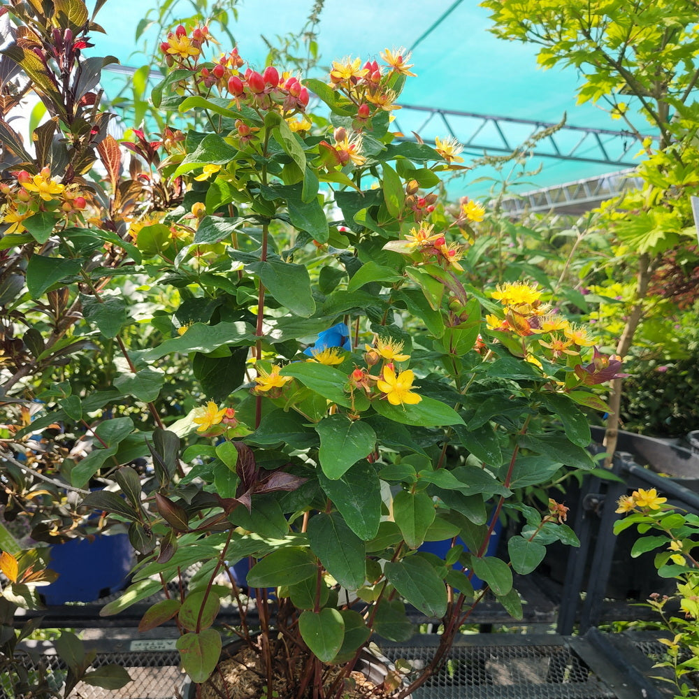 Red Fame St. John's Wort