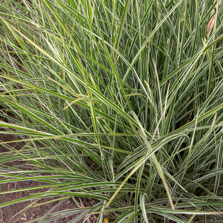 Variegated Japanese Silver Grass