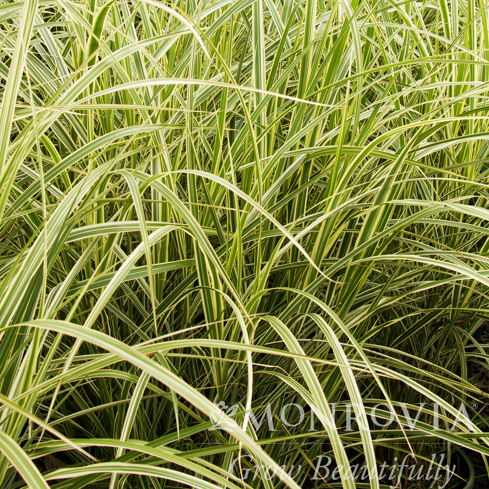 Variegated Japanese Silver Grass