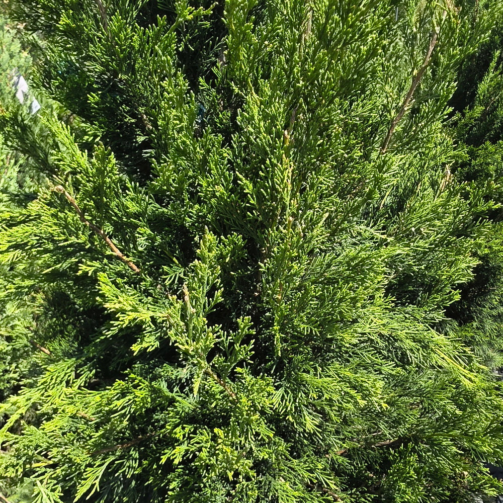 Spartan Juniper