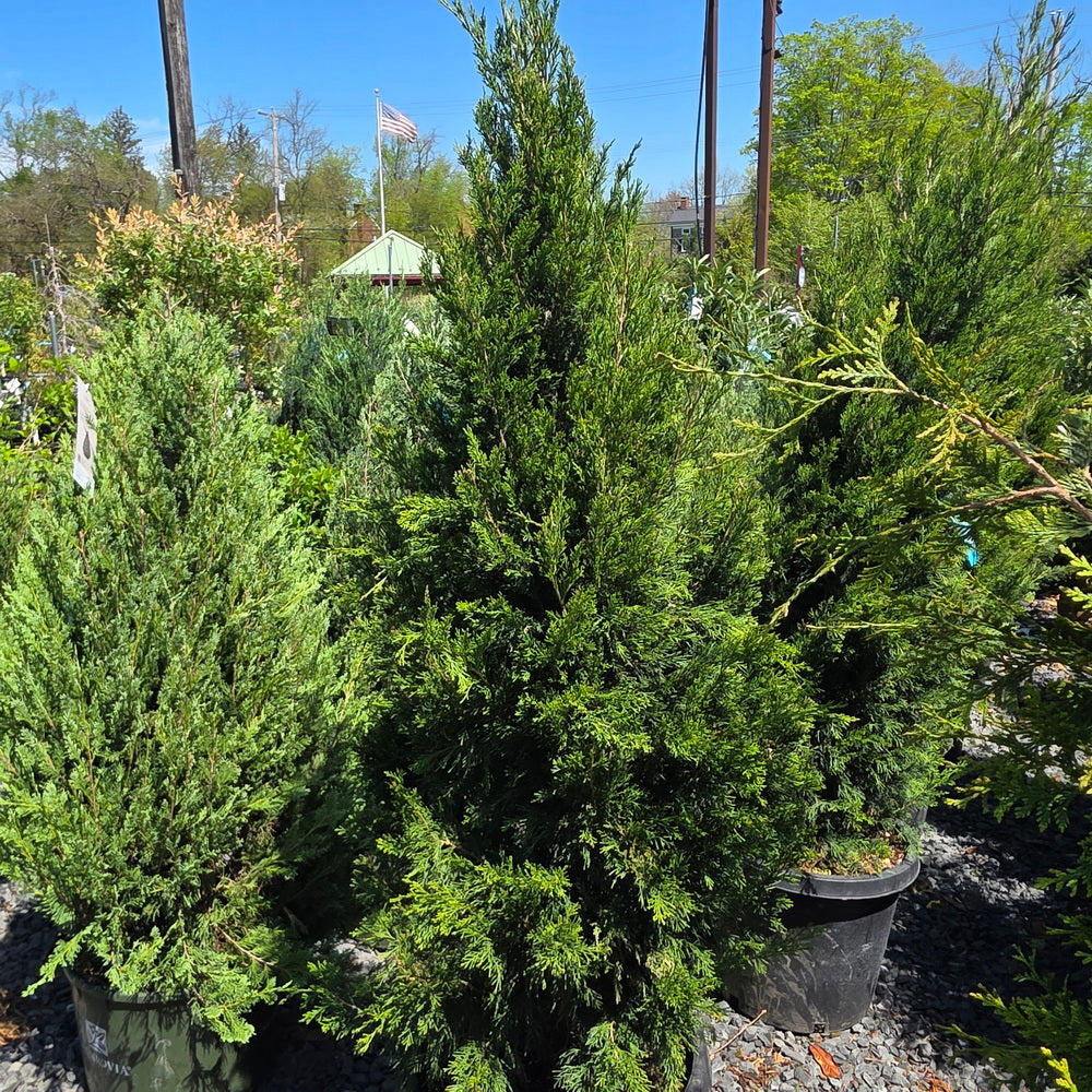Spartan Juniper