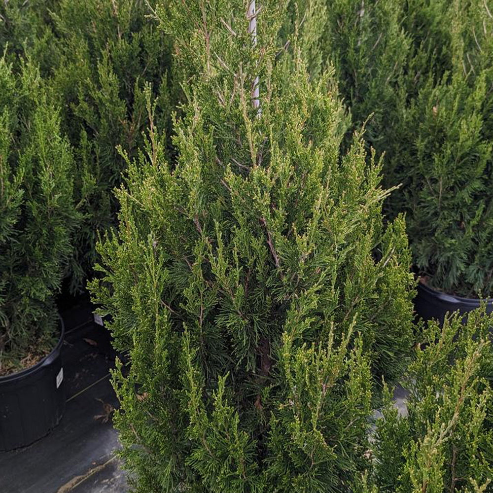 Spartan Juniper