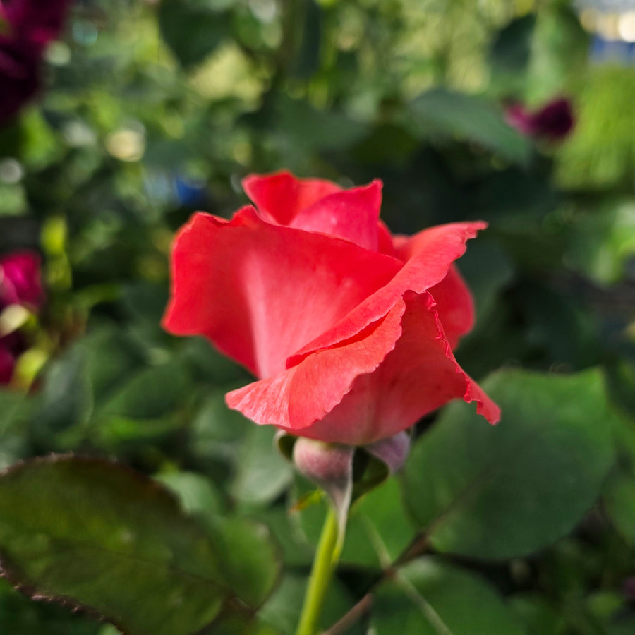 Touch of Class Rose