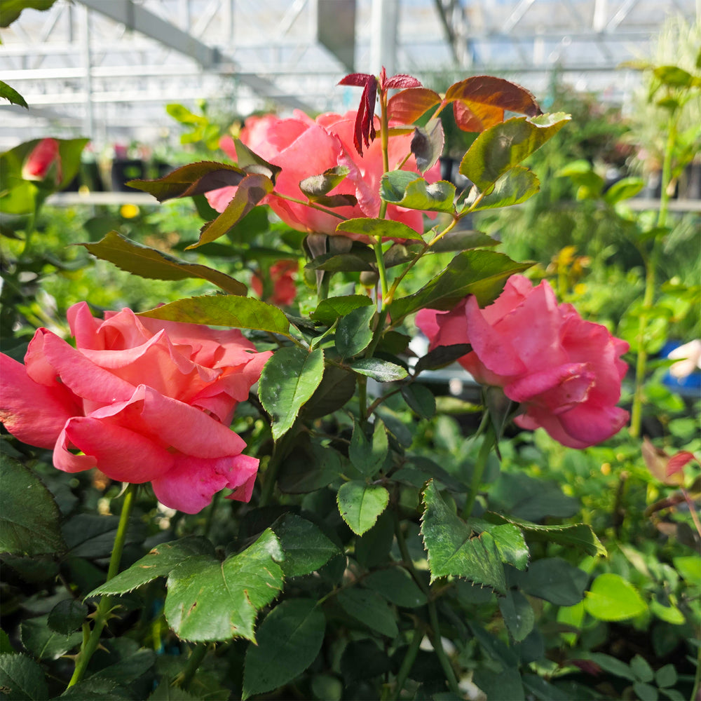 Touch of Class Rose