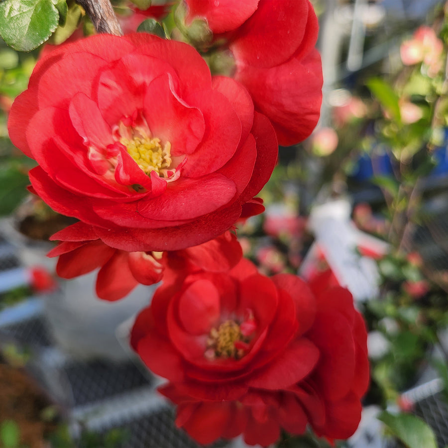 Double Take® Scarlet Quince