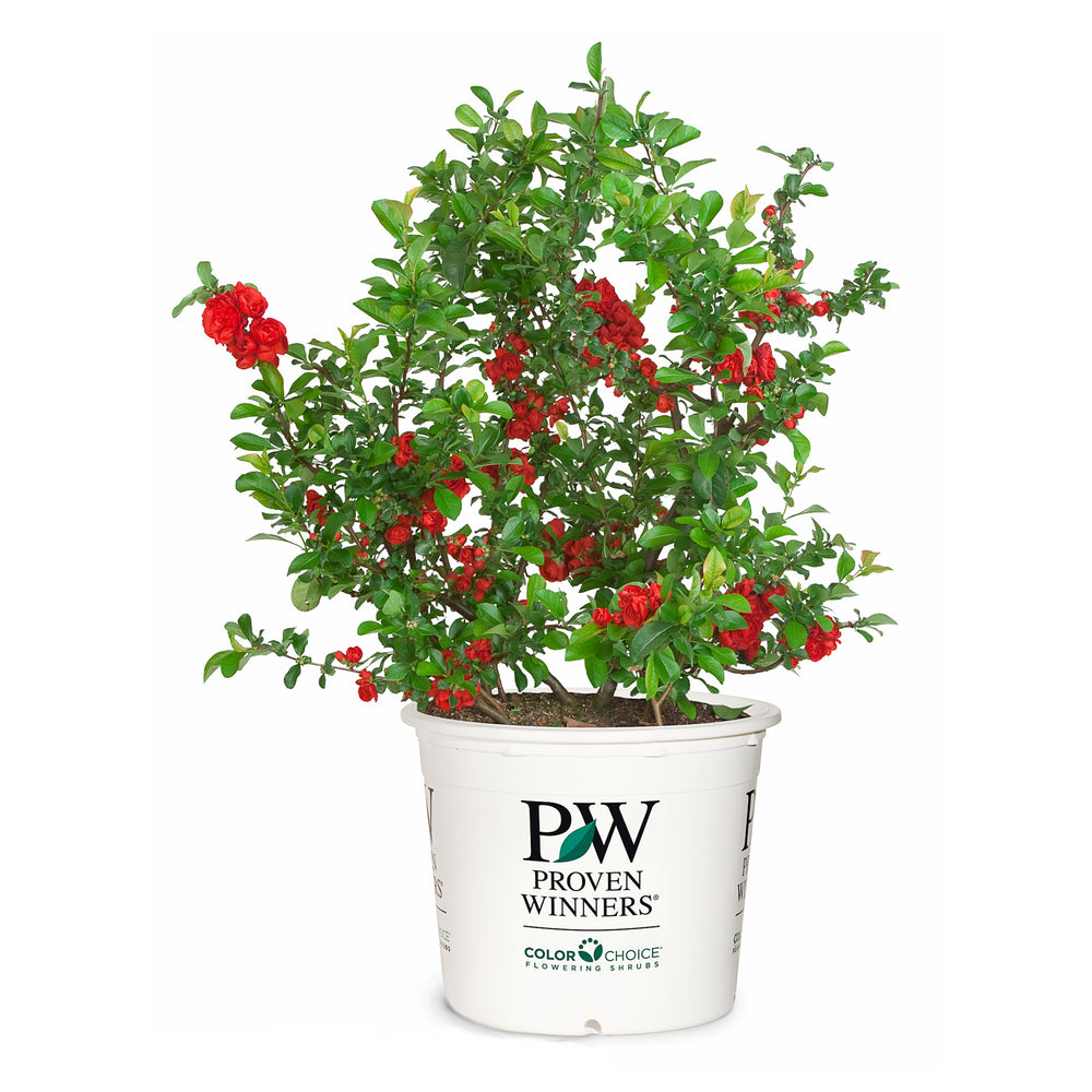 Double Take® Scarlet Quince