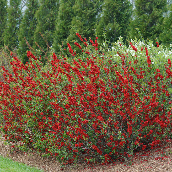 Double Take® Scarlet Quince