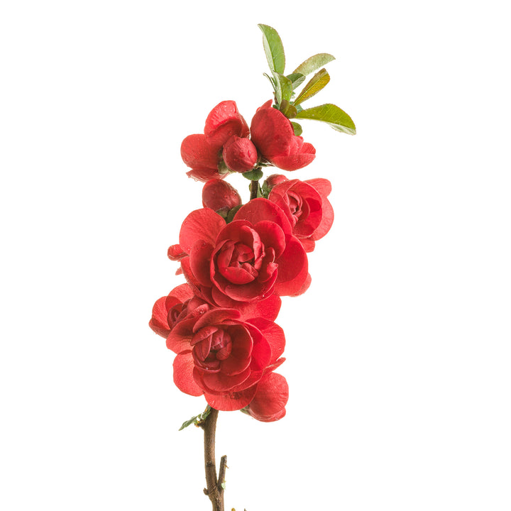 Double Take® Scarlet Quince
