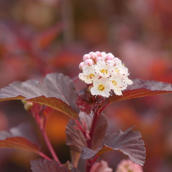 Ginger Wine® Ninebark