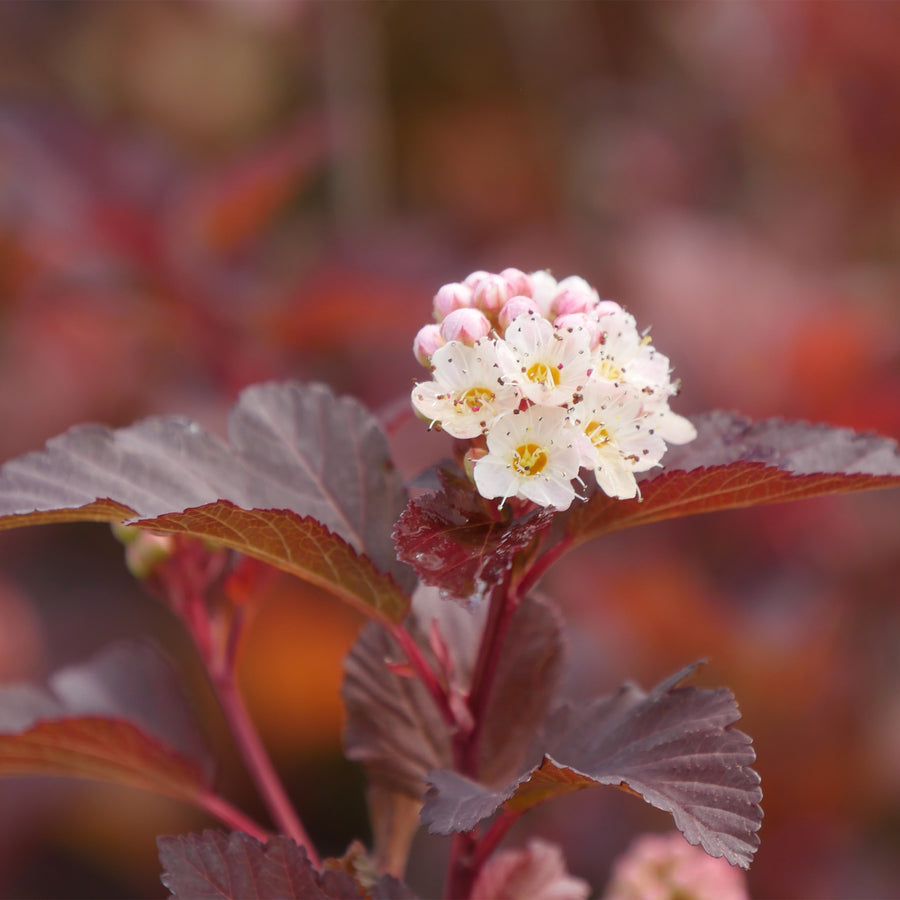 Ginger Wine® Ninebark