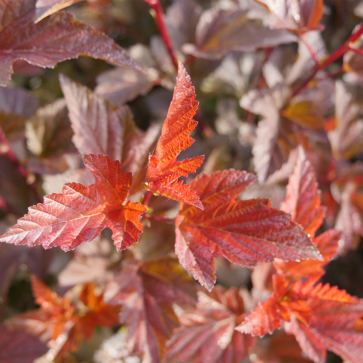 Ginger Wine® Ninebark