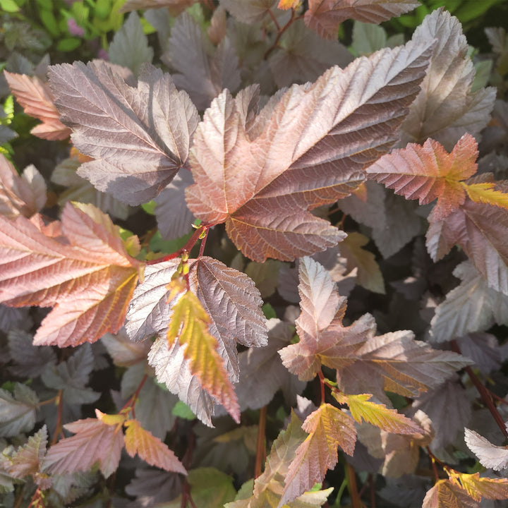 Ginger Wine® Ninebark