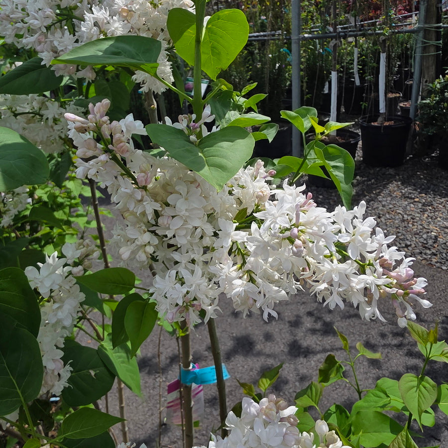 Beauty of Moscow Lilac