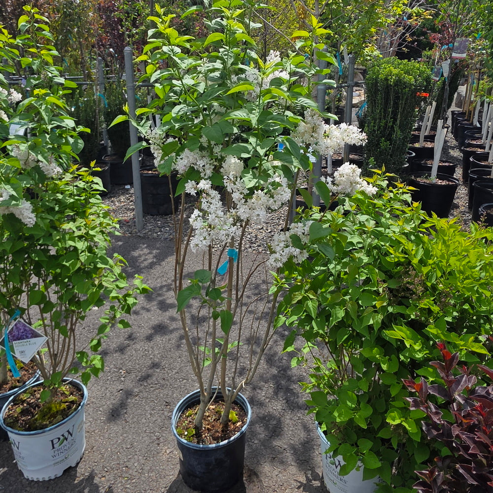 Beauty of Moscow Lilac