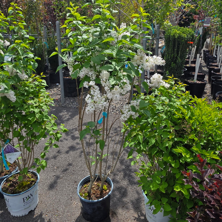 Beauty of Moscow Lilac