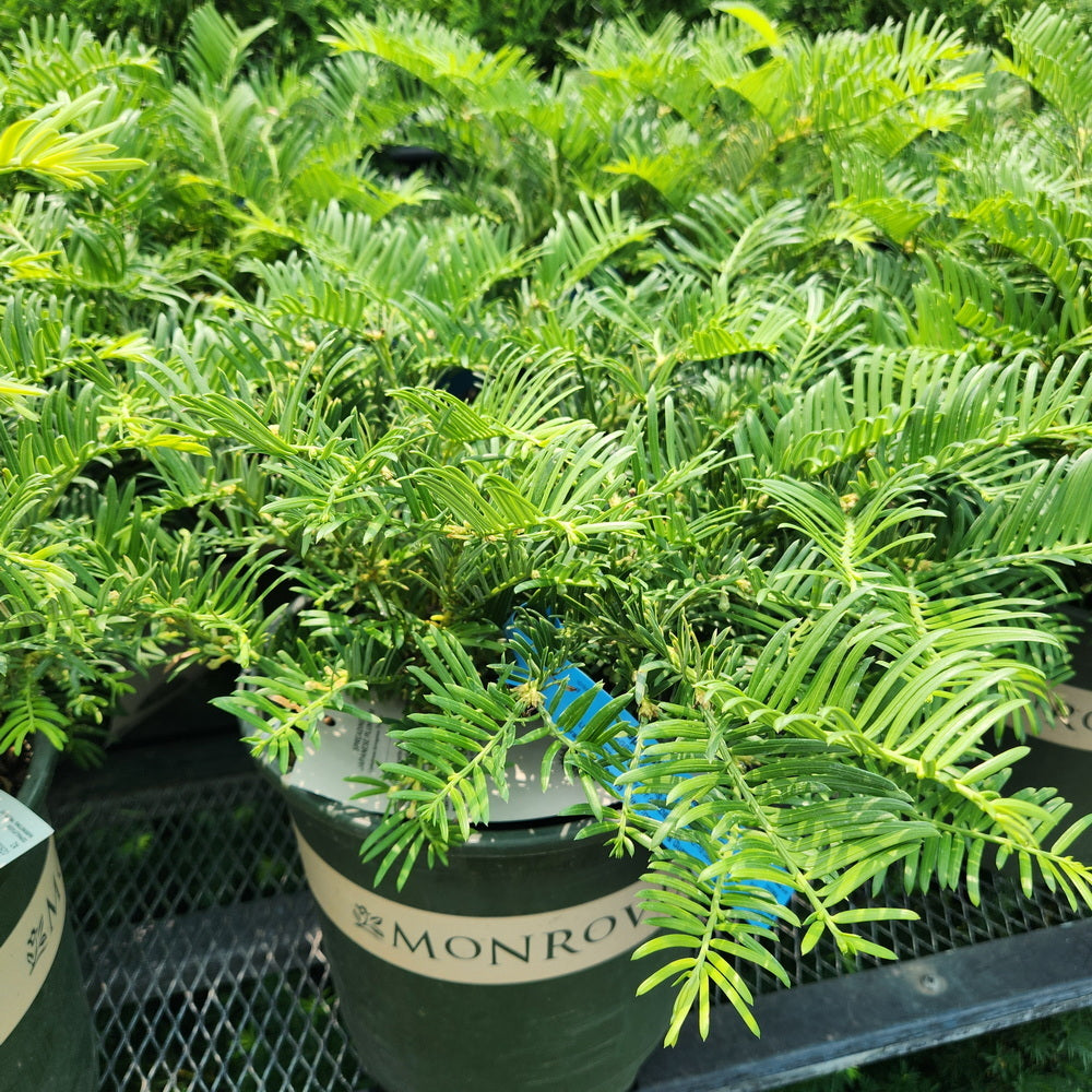 Spreading Japanese Plum Yew