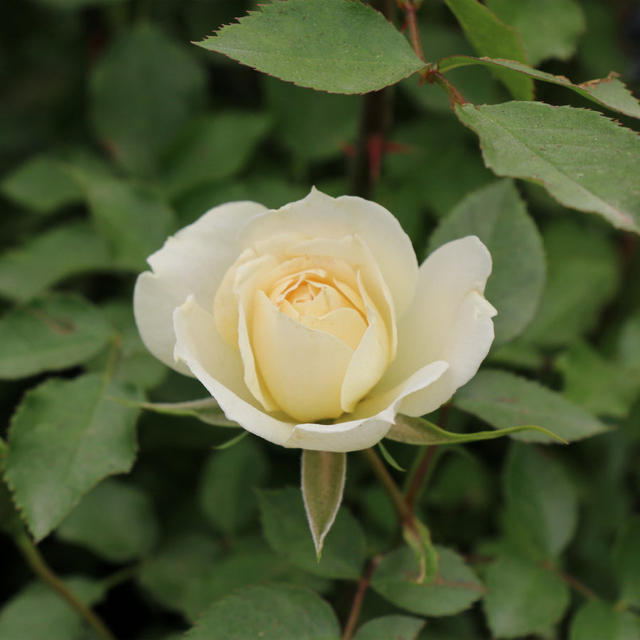 Bridal Sunblaze® Rose - Tree Form