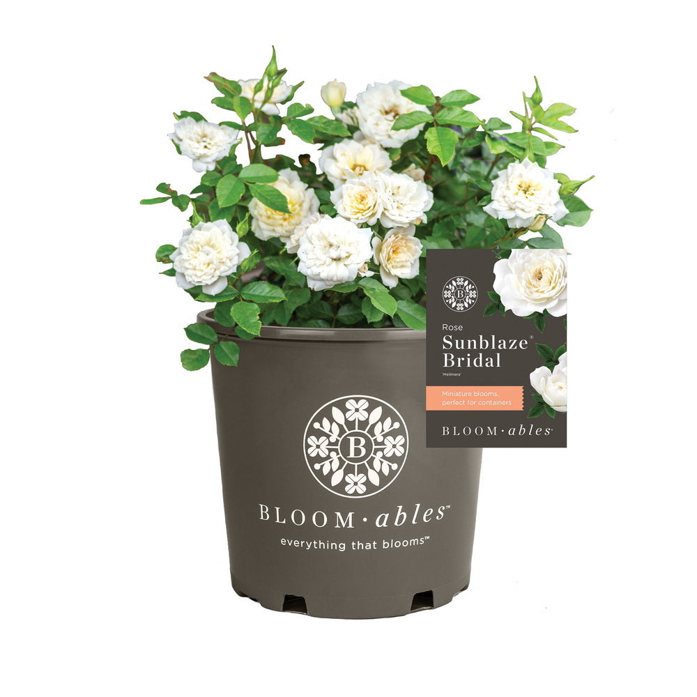Bridal Sunblaze® Rose - Tree Form