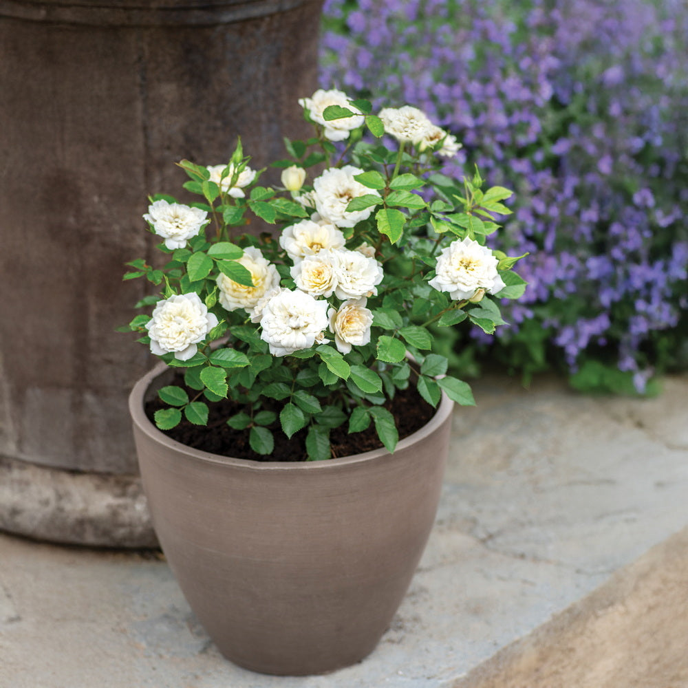 Bridal Sunblaze® Rose - Tree Form