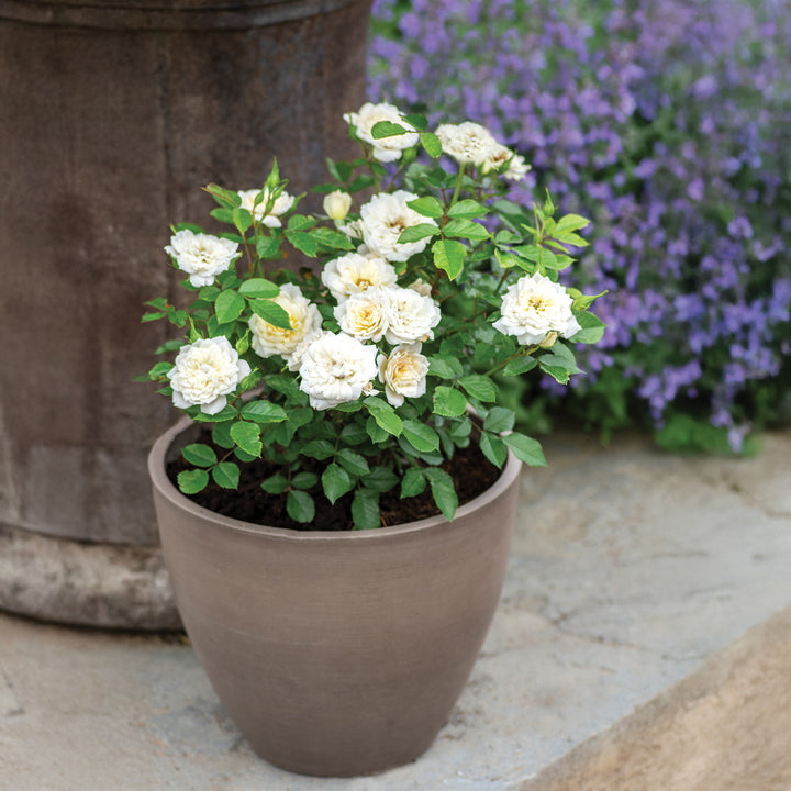 Bridal Sunblaze® Rose - Tree Form
