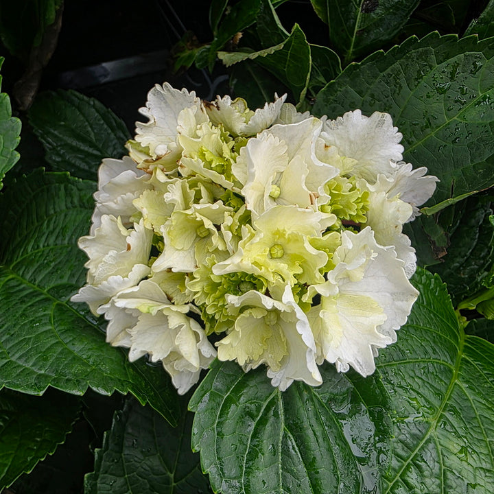 Onyx™ Zebra Mophead Hydrangea